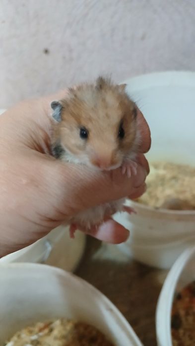 Сирийские грызуны