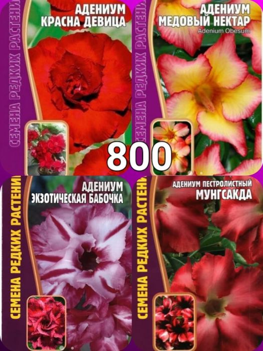 Цветы комнатные продам