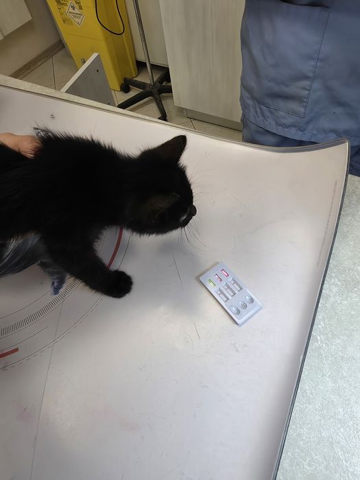 Мъжко коте търси своето семейство