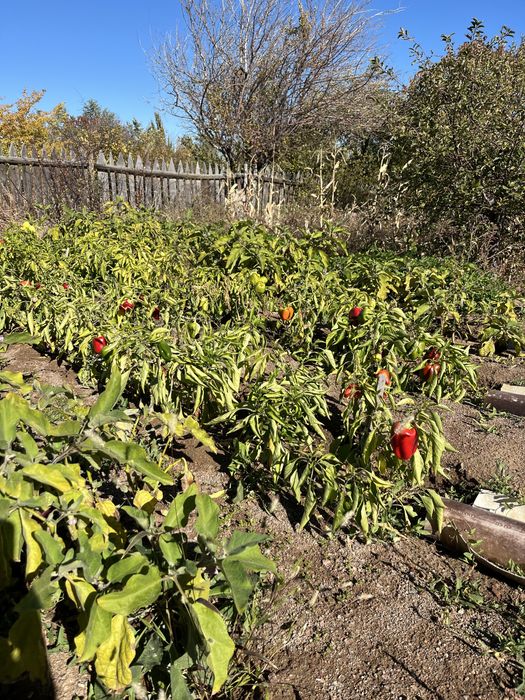 Продается ДАЧА !