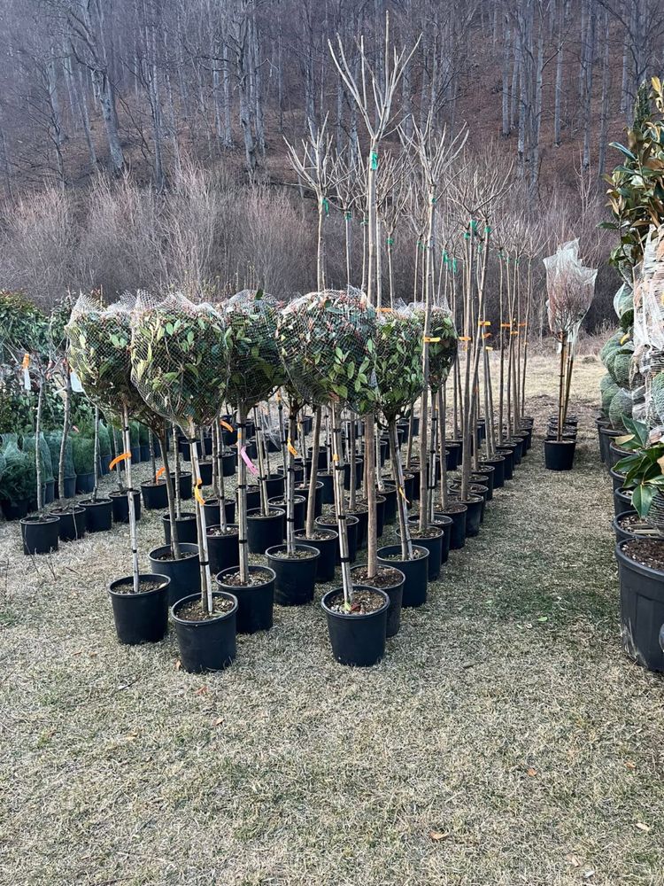 Garden Devis | Plante Ornamentale