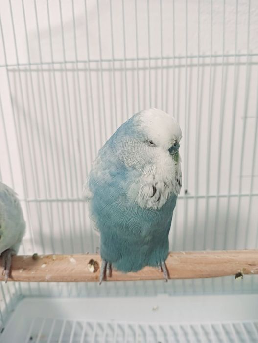 Vand papagali  perusi standard