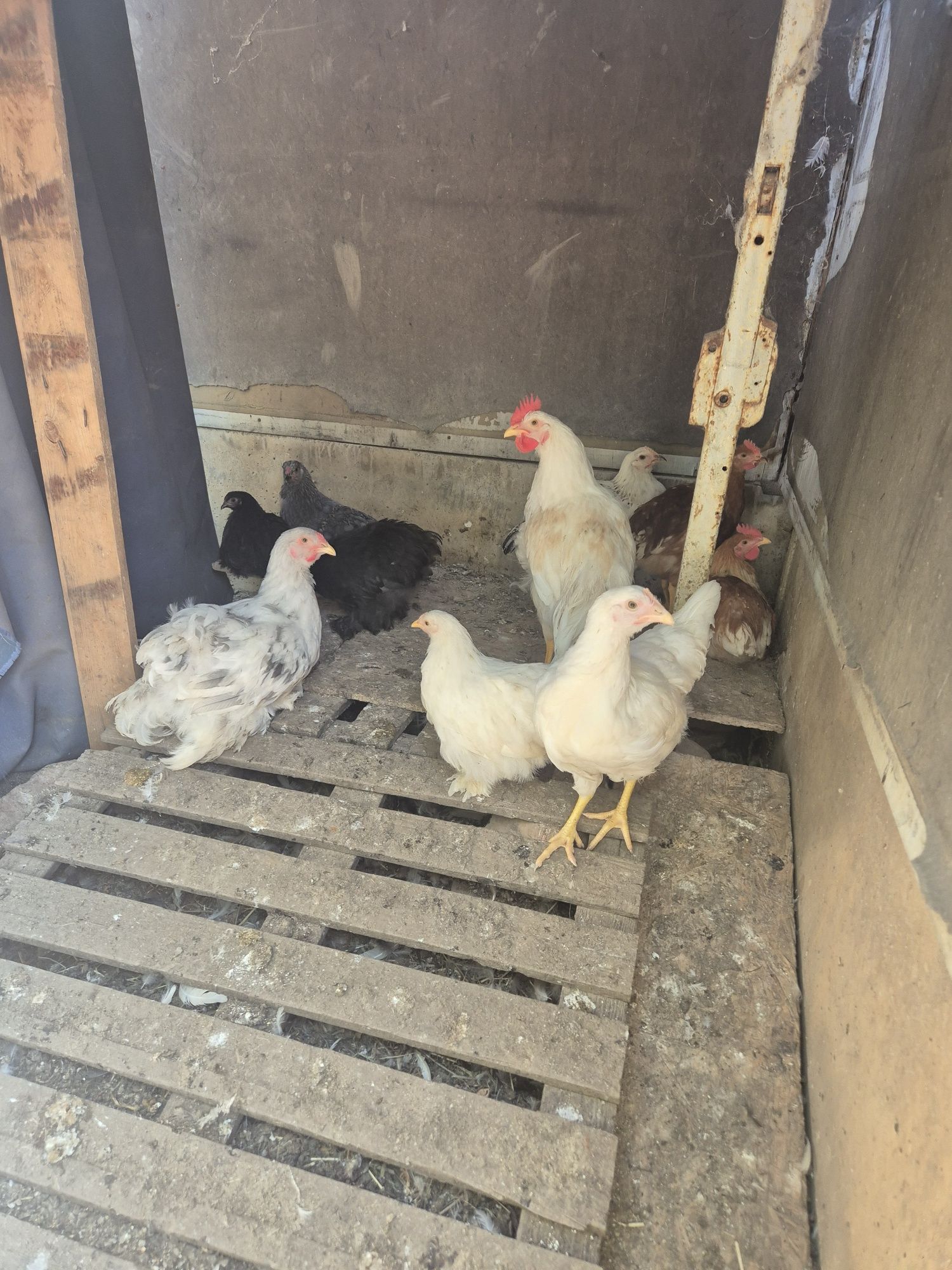 Vând pui cochinchina, brahma , ouatoare si australorp