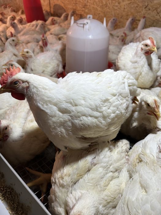 Куры бройлеры домашние, мысистые, 2.5 кг