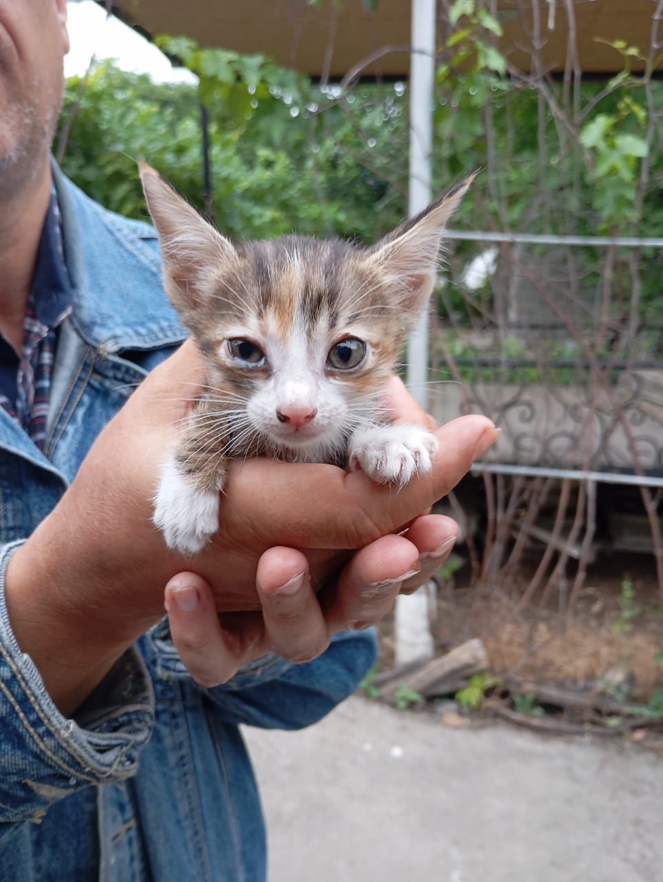 Симпатичные котята