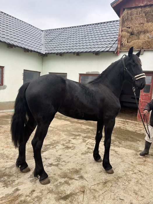 Manza friesian 2 ani