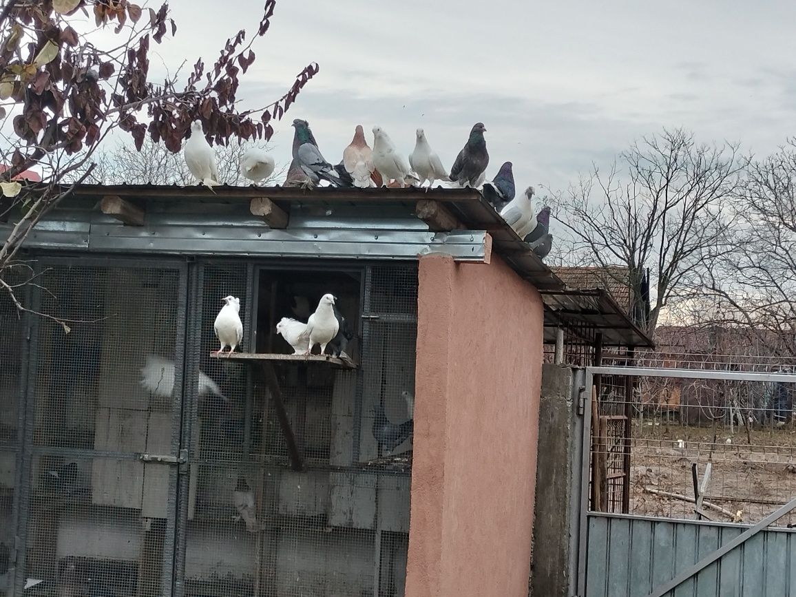 Își caută alta voliera