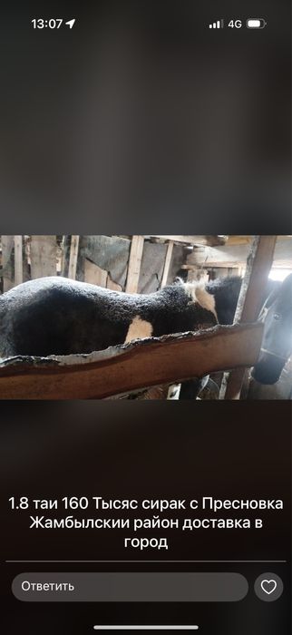 Продам согым тай 160 тысяч есть доставка