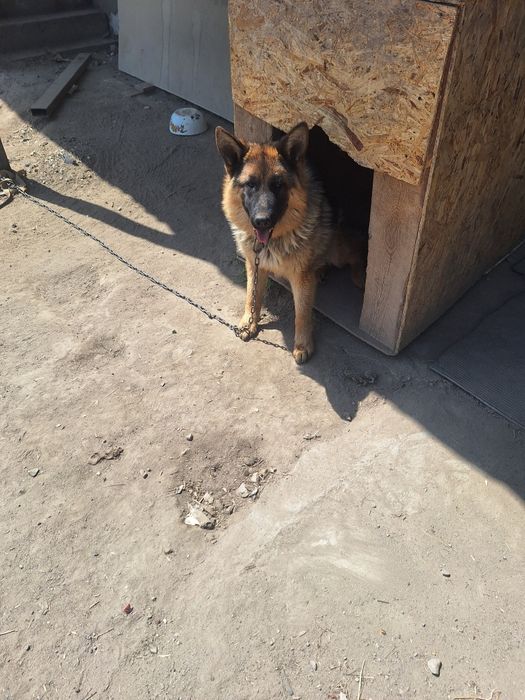 Немецкая овчарка с родословной