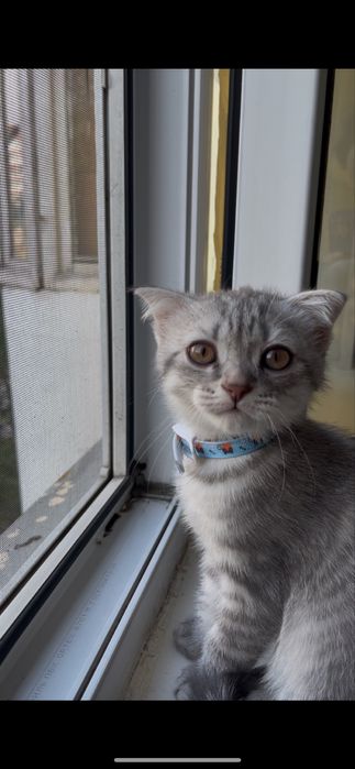 Продам в заботливые руки кота. Приручен к лотку. Очень милый и добрый.