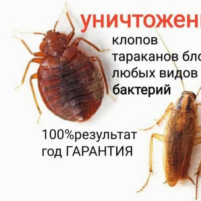 Дезинфексия хизмати 24/7