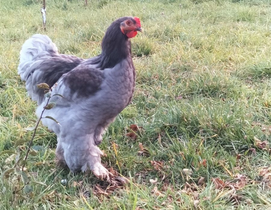 Vând 2 cocoși Brahma tineri din primăvara aceasta foarte frumoși!