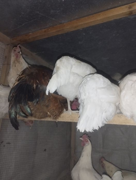 Xoroz va tovuqlar :srochniga 800 ga bervoraman