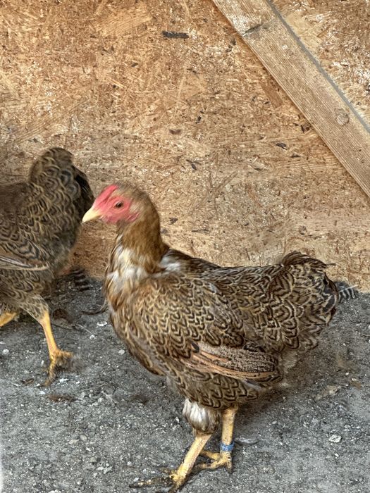 Wyandotte Pitic Maroniu cu benzi