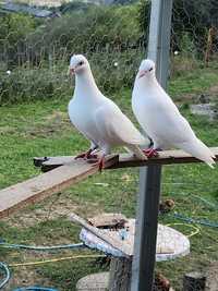 Porumbei albi voiajori