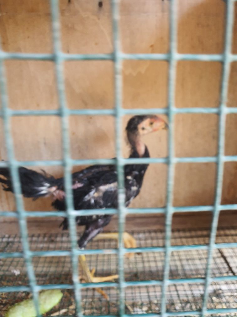 Shamo dakan jujalari 3 ta vashe derskisi bor