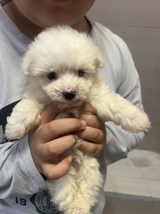 Vand bishon 3 saptamani