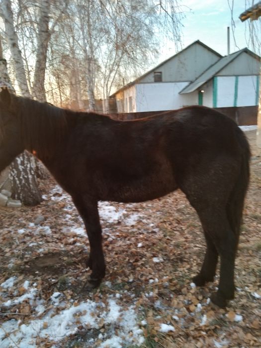 Продам лошадей с откорма