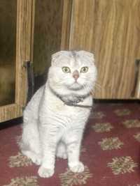 Продается шикарный кот,опытный,серебристая шиншилла.