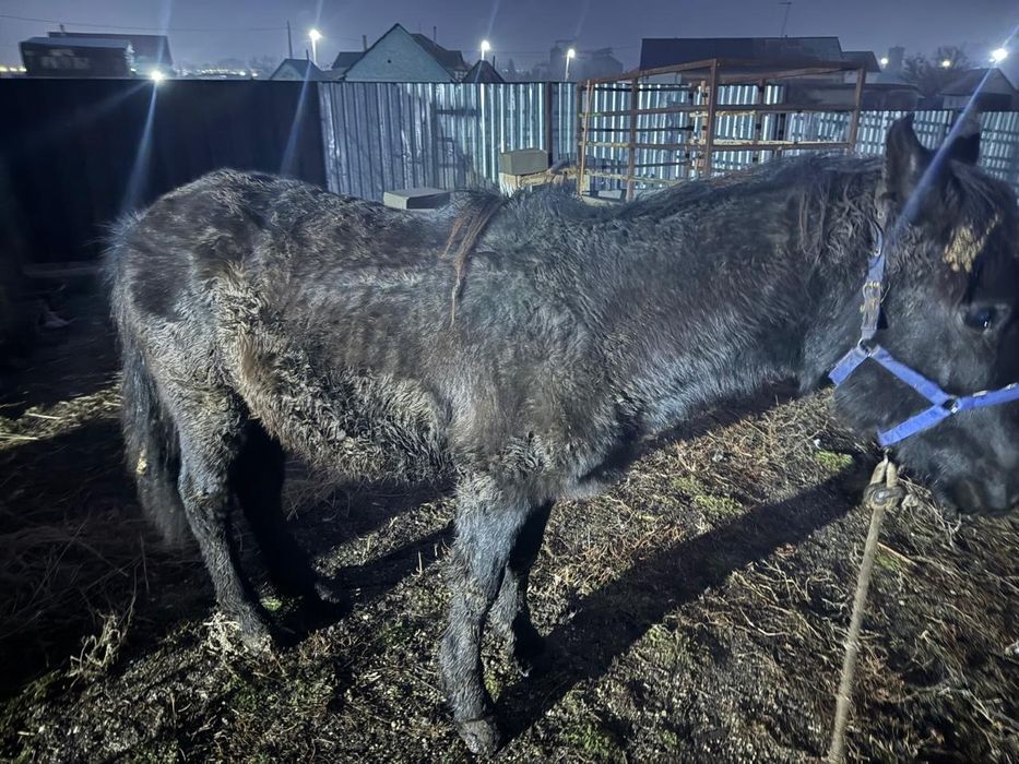 Продам тай еркек