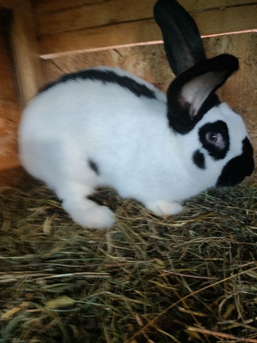 Iepuri fluturi germani cu acte de ungharia