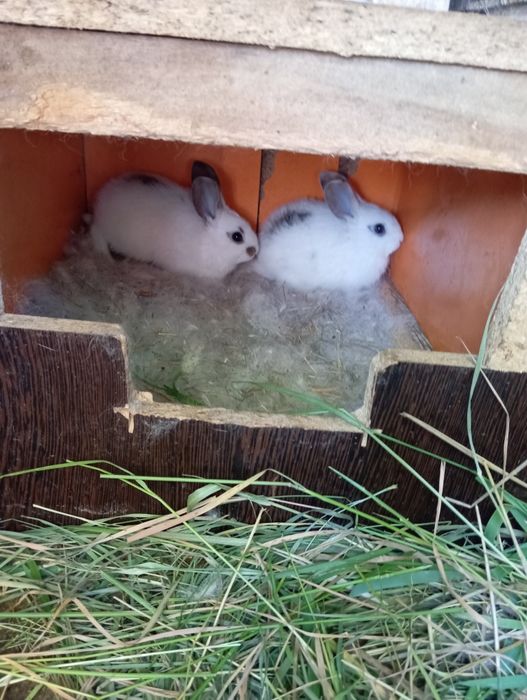 Продам молодых кроликов 1,5 и 2 месяацев,