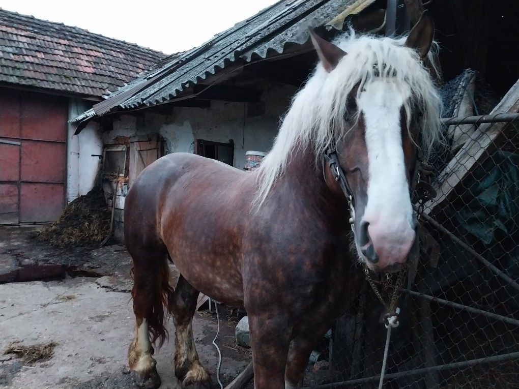 Armăsar de montă