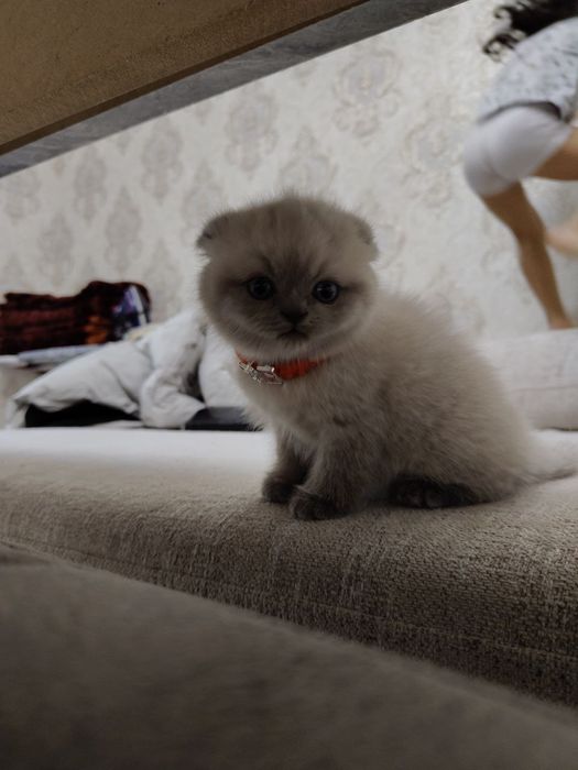 Кошка Котёнок Mushuk Mushukcha Skottish Fold Скоттиш фолд
