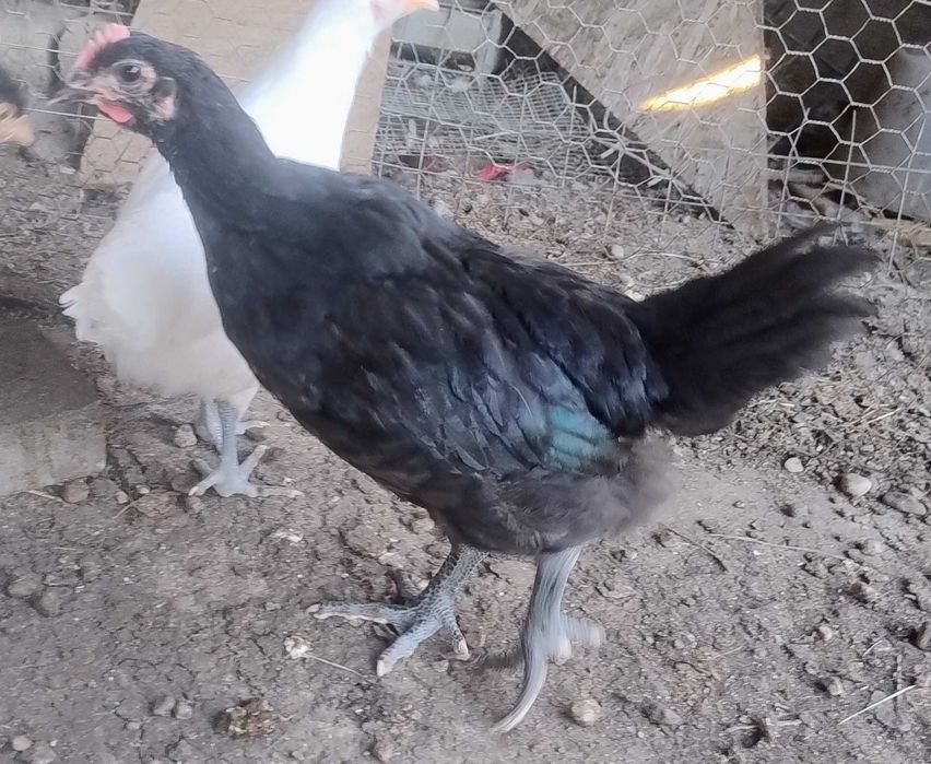 cocosei  Jersey Giant -uriasul american