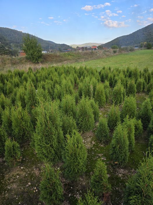 Tuia columnaris 90-100 cm