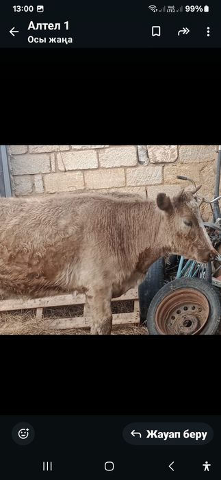 Қашар сатылады семіз 400