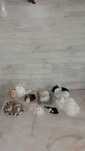 animale-decorative
