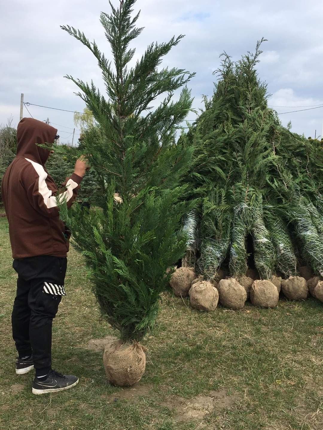 Cupressus leylandii 2.5m - 3m gard viu verde veșnic natural!