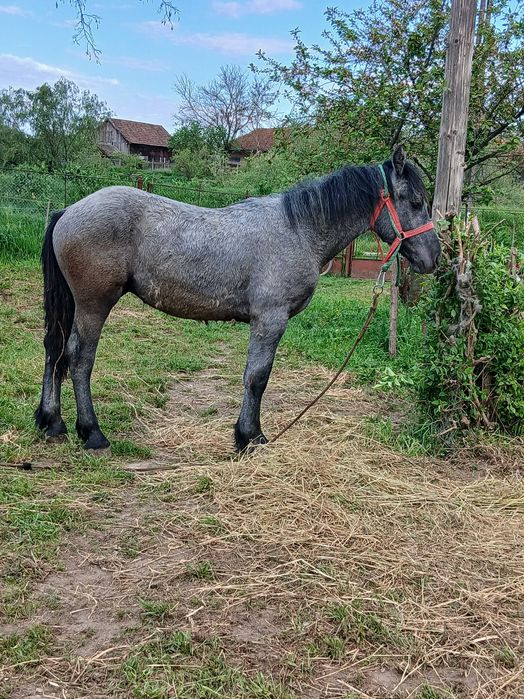 Mânz de vânzare 8 luni