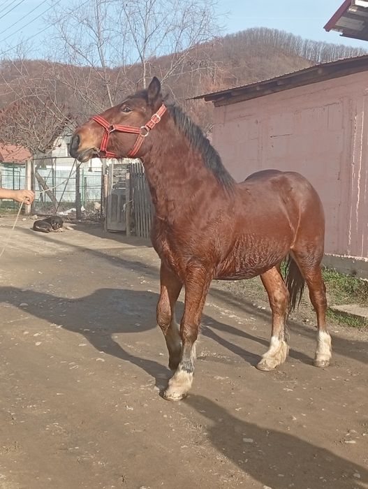 Cal de vânzare are 2 ani