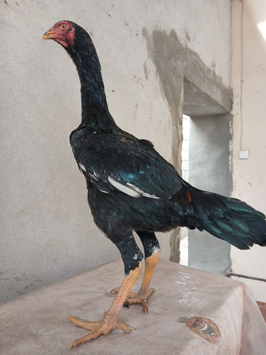 Jujani tozasi sotildi