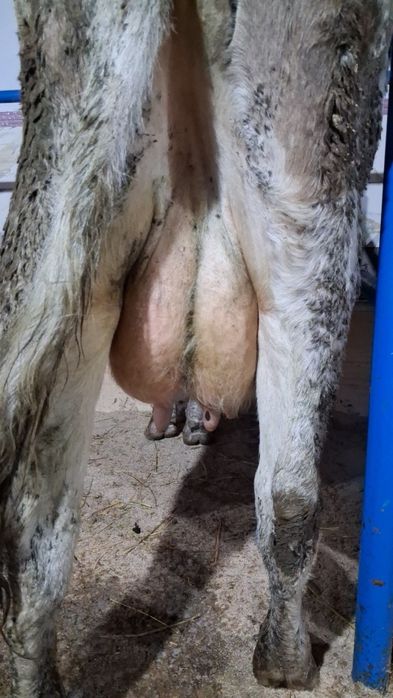 Vand sau schimb cu vacă de tăiere