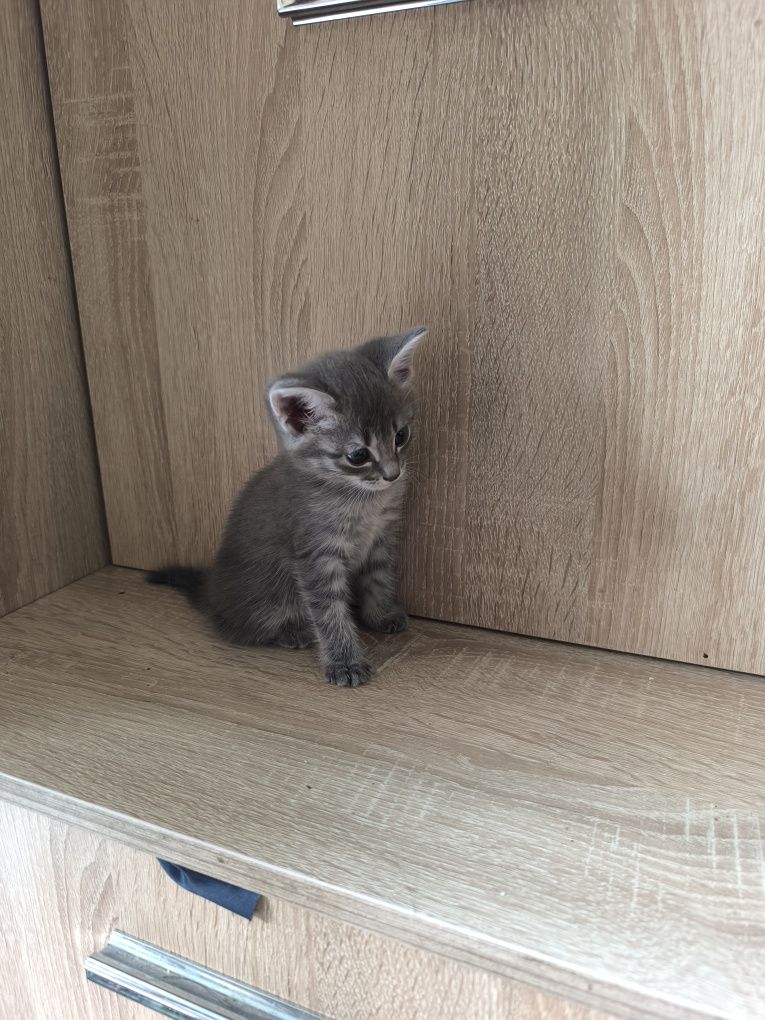 Отдам котят в добрые руки