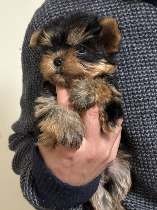 Йорки бейби фейс