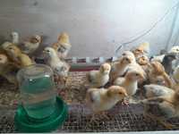 Цыплята домашние возраст 1 неделя. 600 тнг.