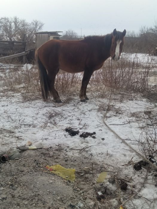 Продам лошадь 4 года