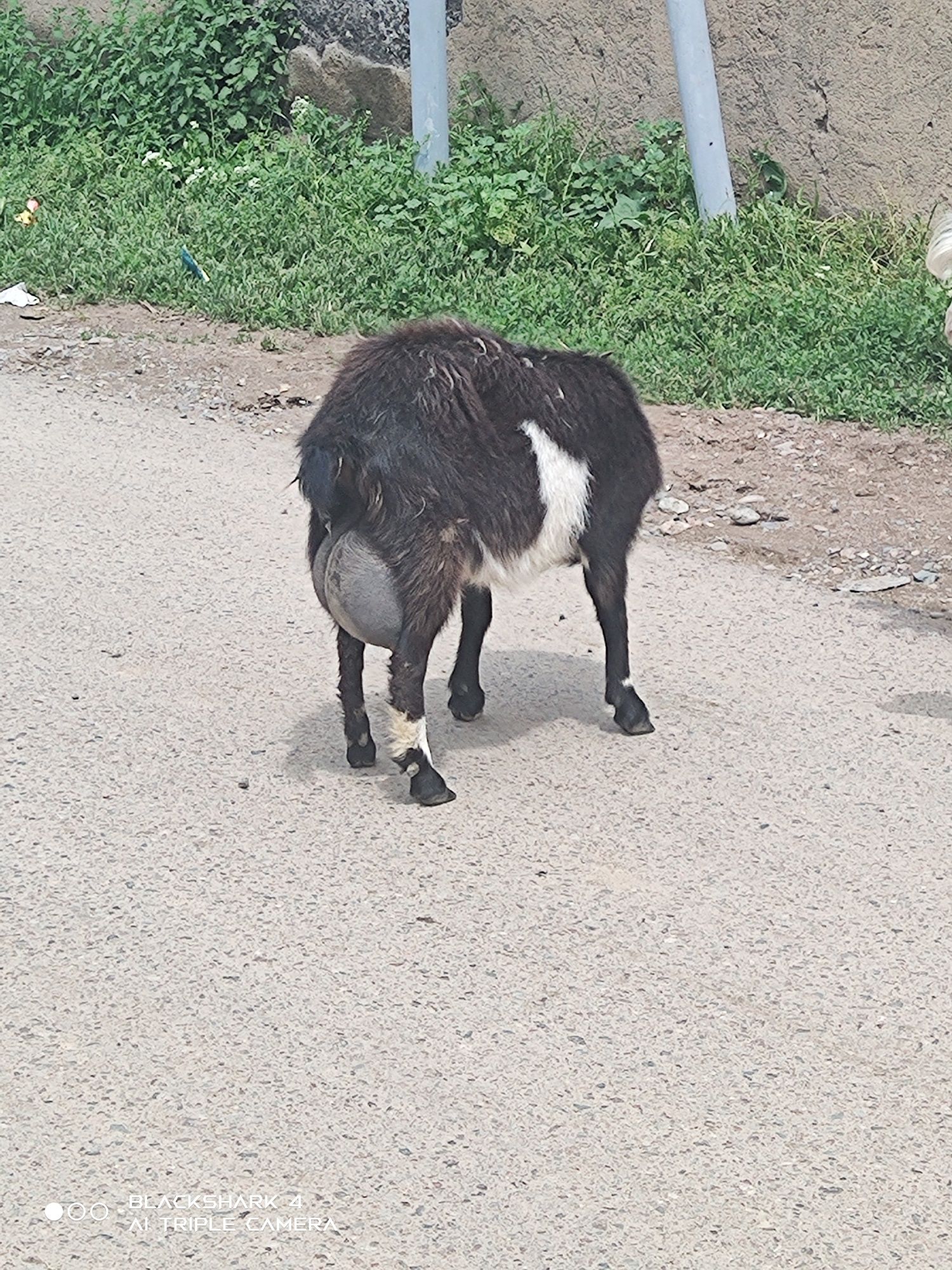 сутти ешки альпийская и занен