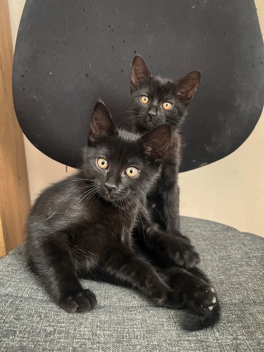 2 черни котенца  с рошева опашка