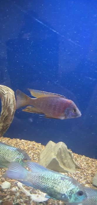 Продаются рыбки аквариумные