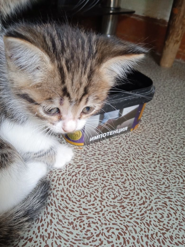 Продаются котята,британцы короткошёрстные!!