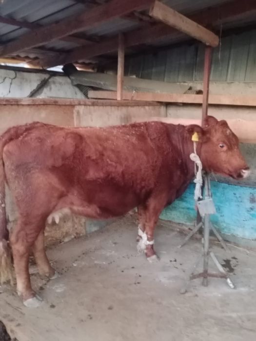 Корова Симентал мясо-молочная