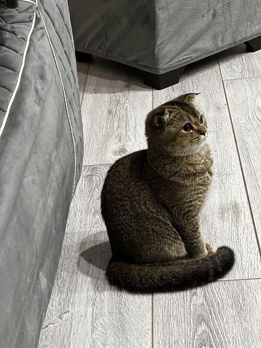 продаётся скотиш фольд домашний
