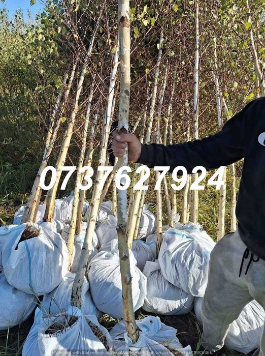 Vânzare Foioase Premium 3-5m | Tei, Platan | Fără Risc