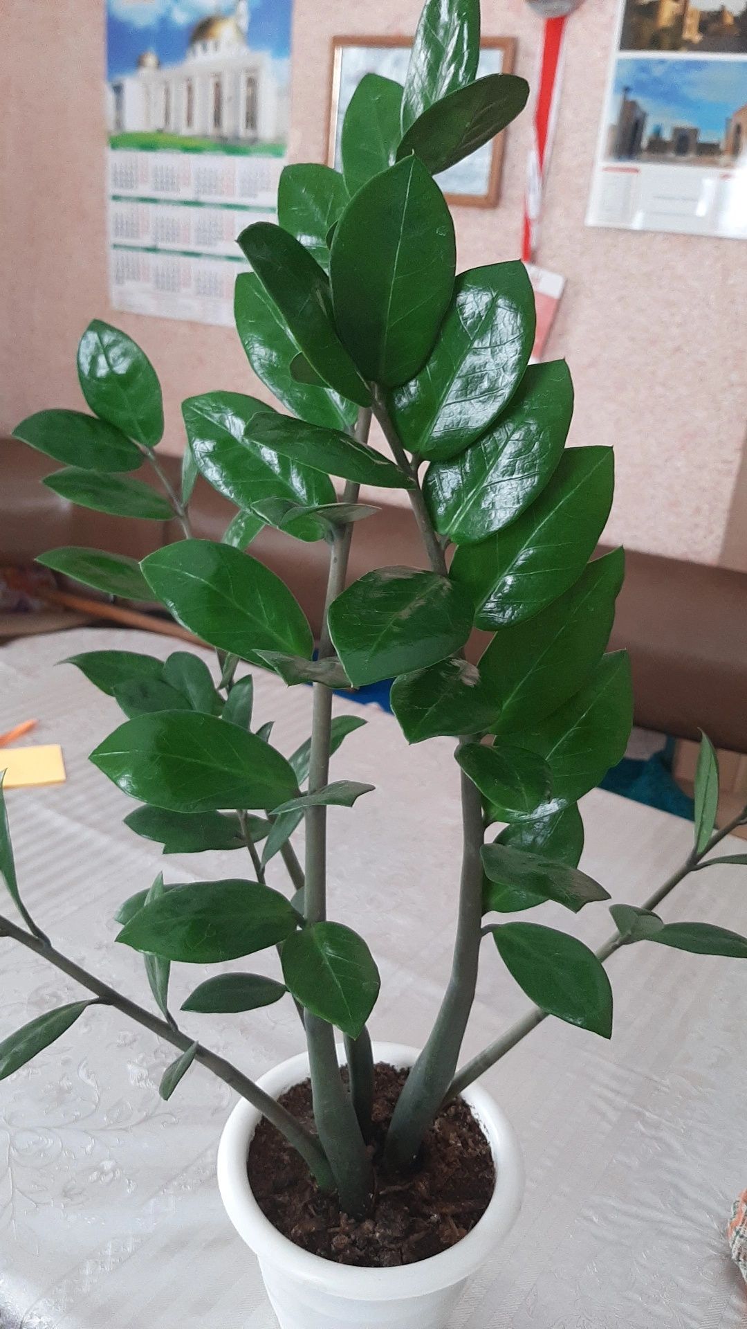 Комнатные растения