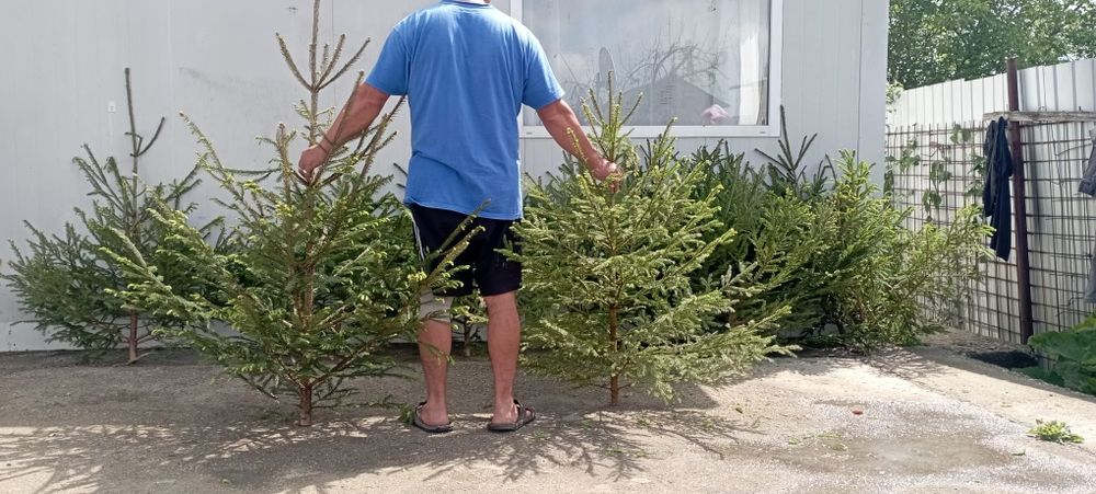 Vând brazi pentru evenimente